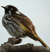 New Holland Honeyeater