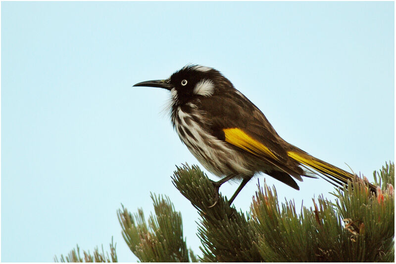 New Holland Honeyeateradult