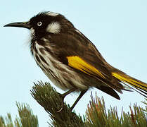 New Holland Honeyeater