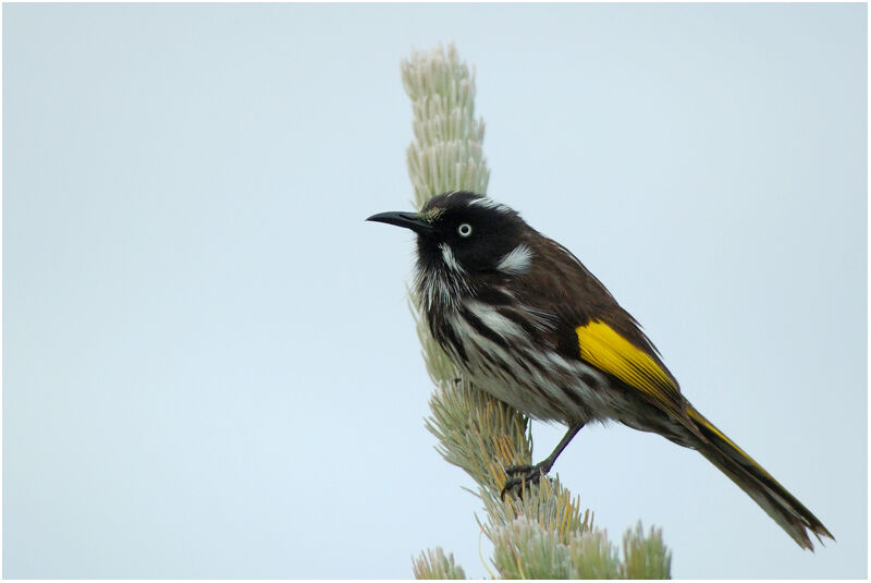 New Holland Honeyeateradult