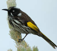 New Holland Honeyeater