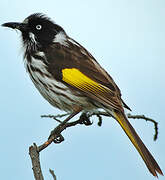 New Holland Honeyeater