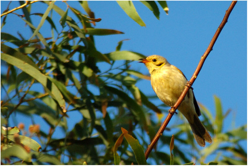 Yellow-tinted Honeyeateradult