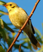 Yellow-tinted Honeyeater