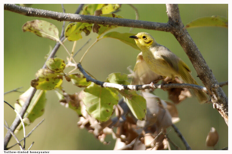 Yellow-tinted Honeyeateradult