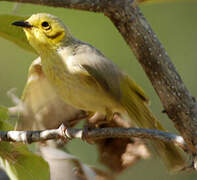 Yellow-tinted Honeyeater