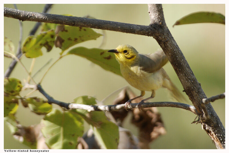 Yellow-tinted Honeyeateradult