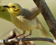 Yellow-tinted Honeyeater