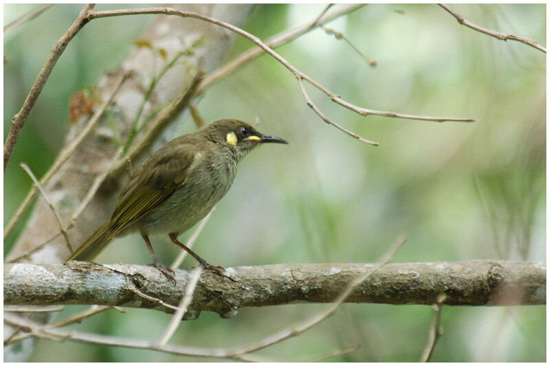 Graceful Honeyeateradult