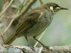 Graceful Honeyeater