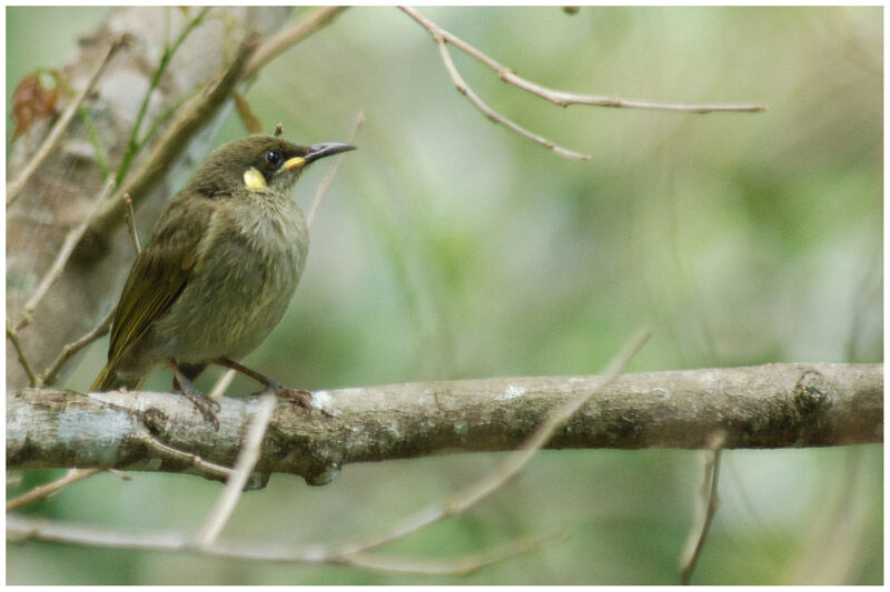 Graceful Honeyeateradult