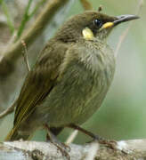 Graceful Honeyeater