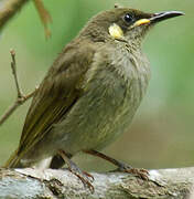 Graceful Honeyeater