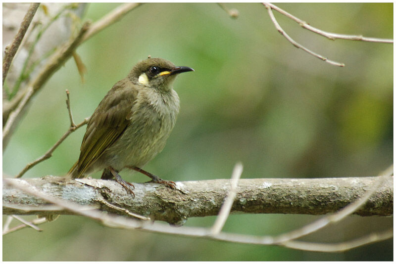 Graceful Honeyeateradult