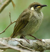 Graceful Honeyeater