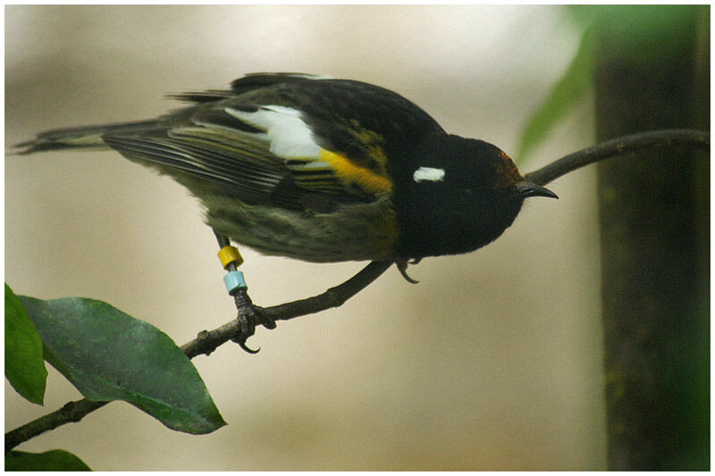 Méliphage hihi mâle adulte