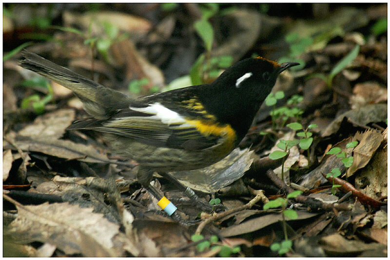 Stitchbird male adult