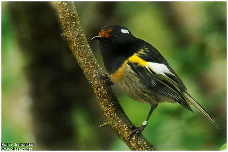 Méliphage hihi mâle adulte, identification