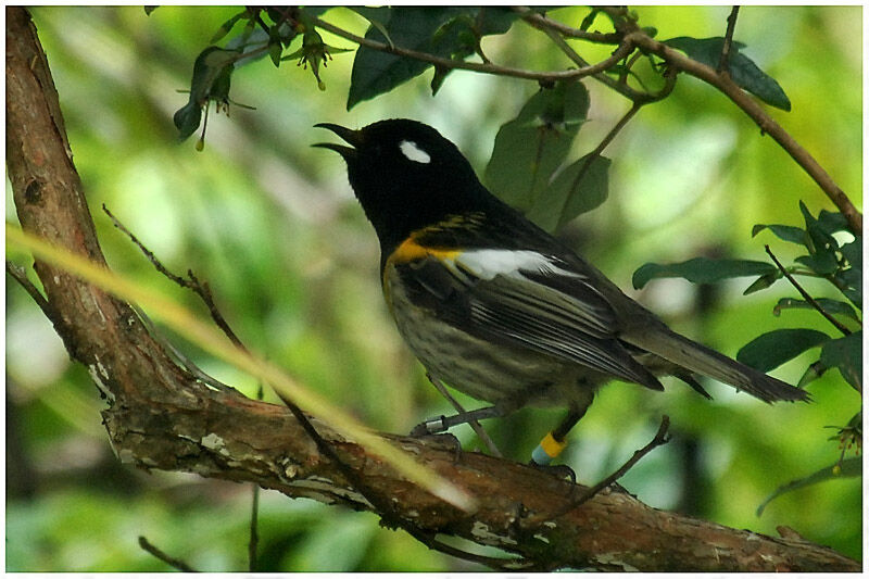 Stitchbird male adult