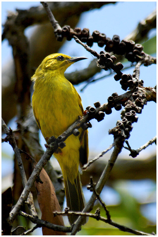 Yellow Honeyeateradult