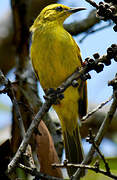 Yellow Honeyeater