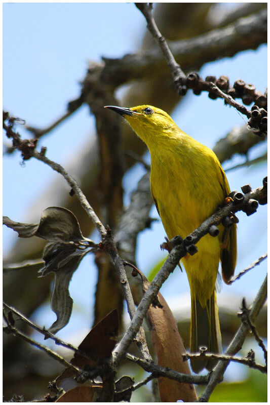 Yellow Honeyeateradult