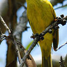 Méliphage jaune