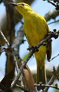 Yellow Honeyeater