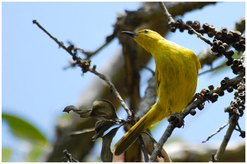 Yellow Honeyeateradult