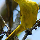 Méliphage jaune