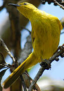 Yellow Honeyeater