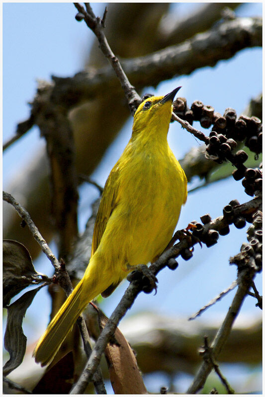 Yellow Honeyeateradult