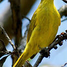 Méliphage jaune