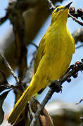 Yellow Honeyeater