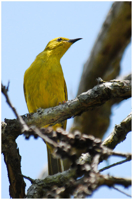 Yellow Honeyeateradult