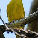 Méliphage jaune