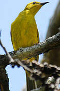 Yellow Honeyeater