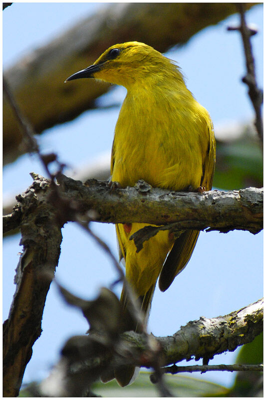 Yellow Honeyeateradult