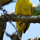 Méliphage jaune