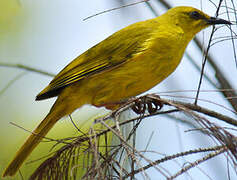 Yellow Honeyeater