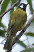 White-eared Honeyeater