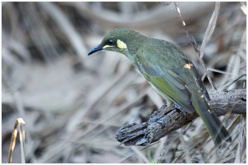 Yellow-spotted Honeyeateradult