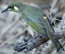 Yellow-spotted Honeyeater