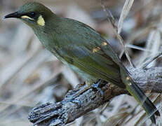 Yellow-spotted Honeyeater