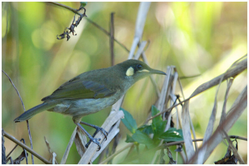 Yellow-spotted Honeyeateradult