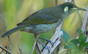 Yellow-spotted Honeyeater