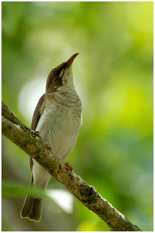 Brown-backed Honeyeateradult