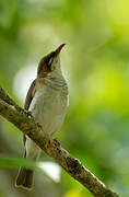 Brown-backed Honeyeater