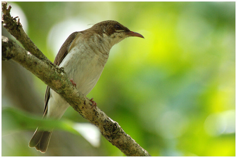 Brown-backed Honeyeateradult