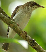 Brown-backed Honeyeater